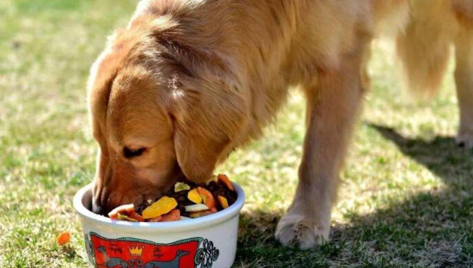 青島卡爾寵物食品深度解析 品質(zhì)如何，是否值得您的選擇？